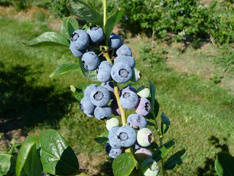 blueberries